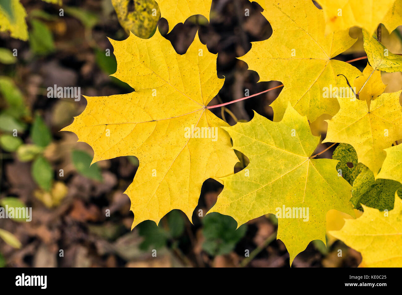 Autumn background with maple leaves in sunlight Stock Photo
