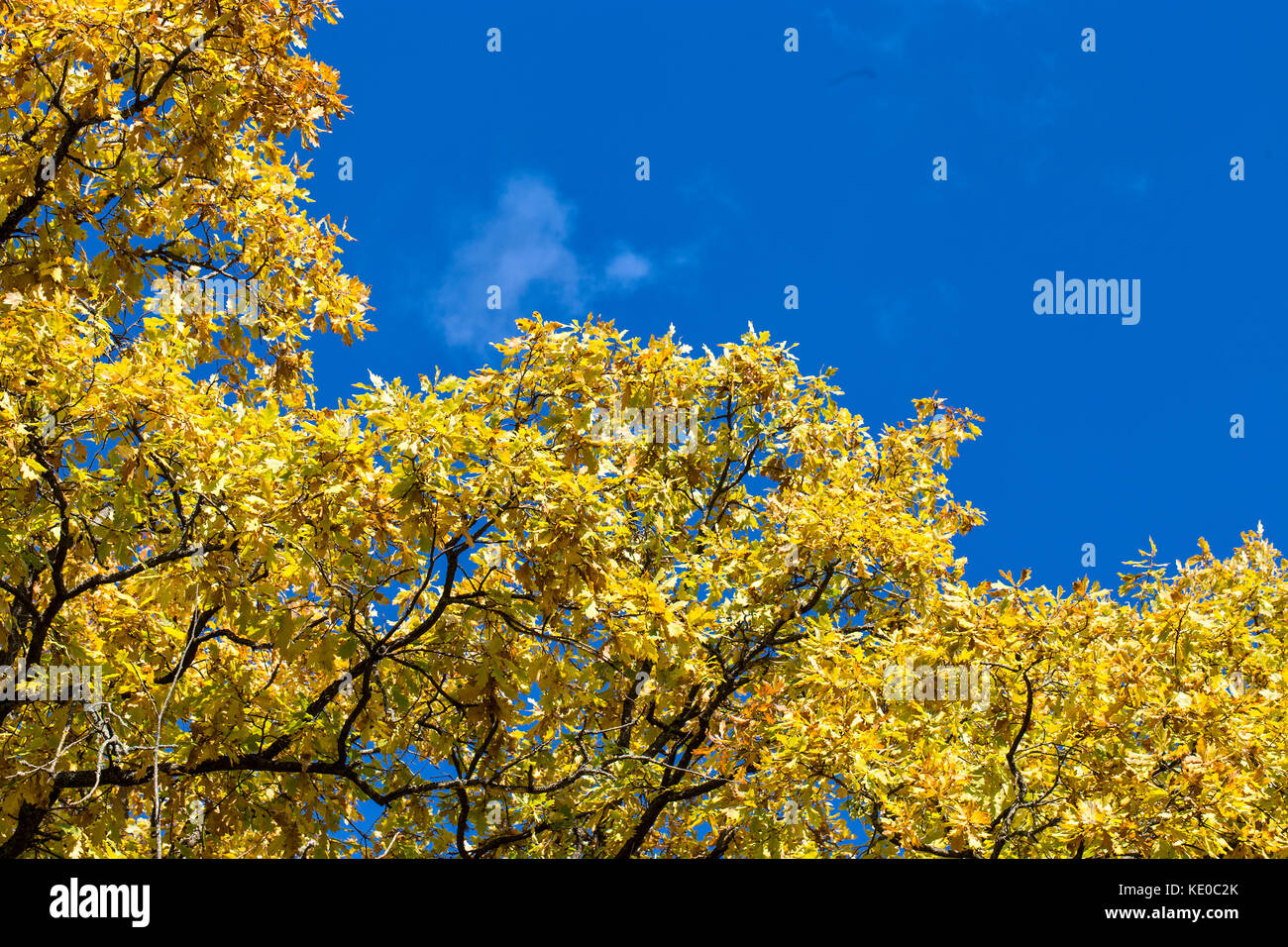Fall oak crown leaves in the sunny windy day on the blue sky background Stock Photo