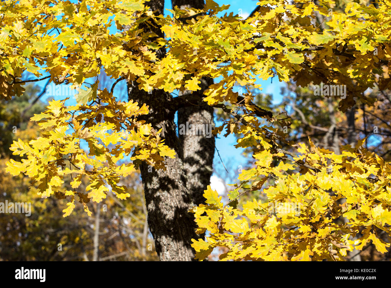 Beautiful autumn forest background in sunlight, fall outdoor nature Stock Photo