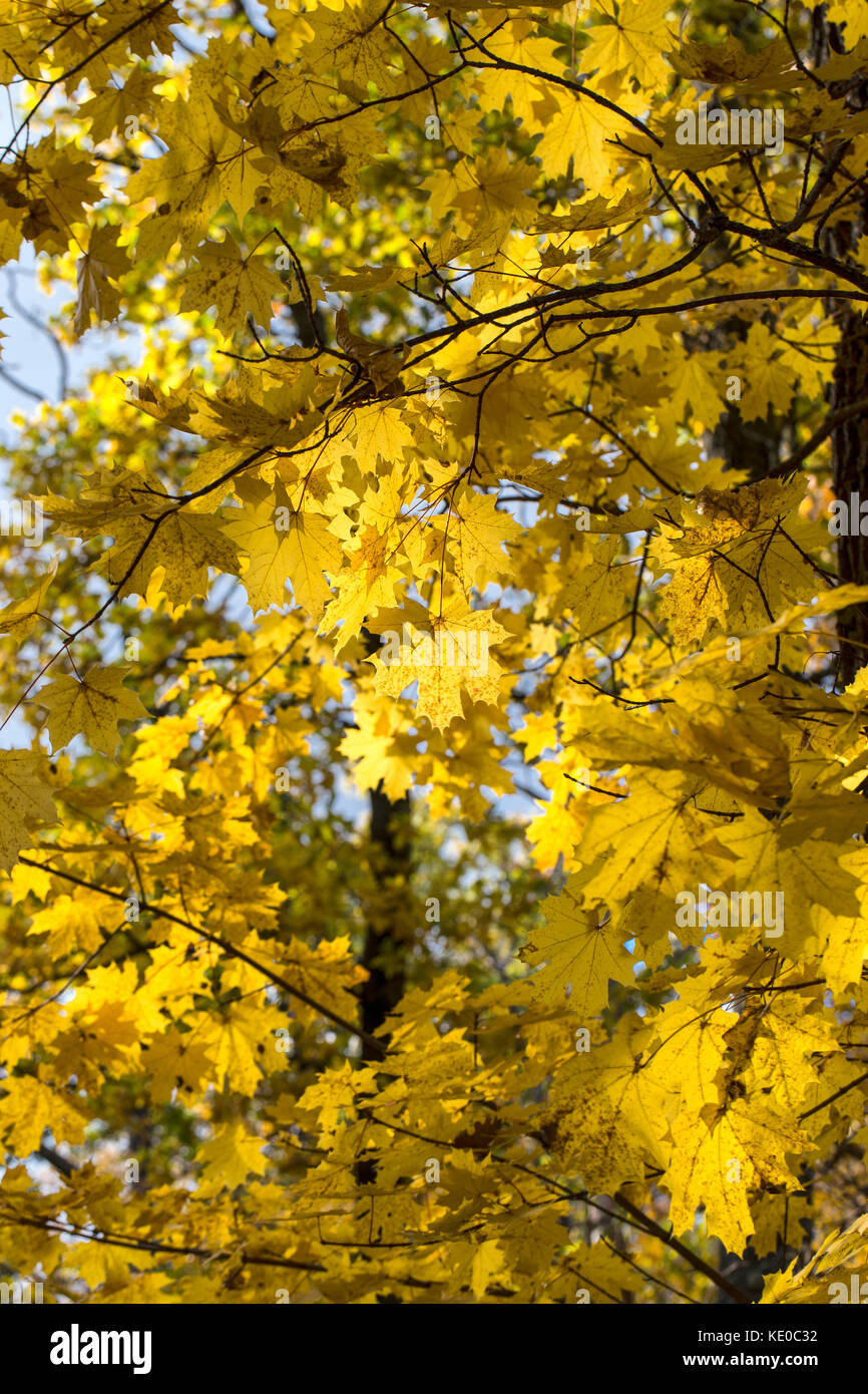 Beautiful autumn background with oak foliage Stock Photo