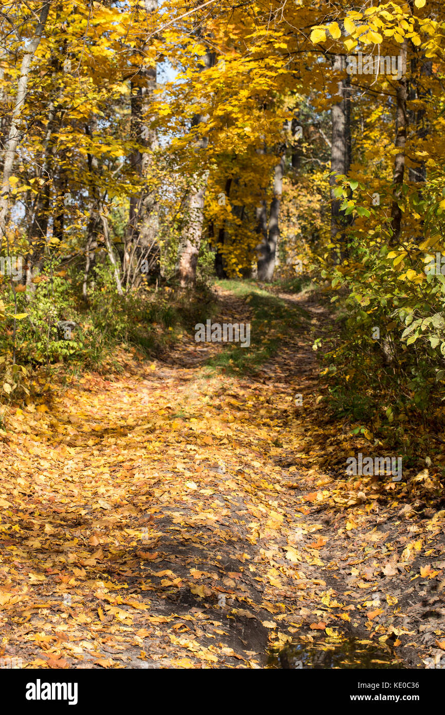 Beautiful colourful autumn forest landscape Stock Photo