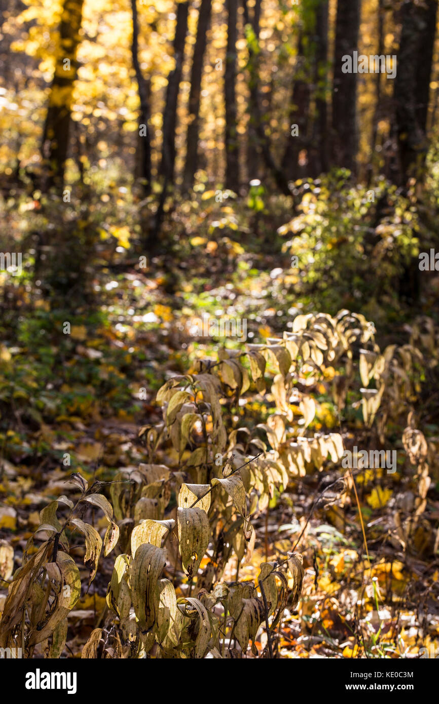 Beautiful autumn forest background in sunlight, fall outdoor nature Stock Photo