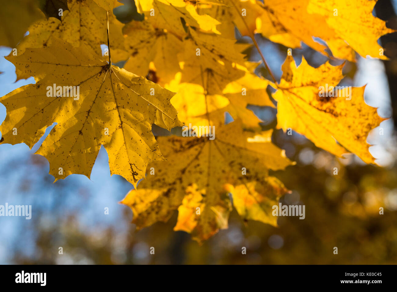Autumn background with maple leaves in sunlightc Stock Photo