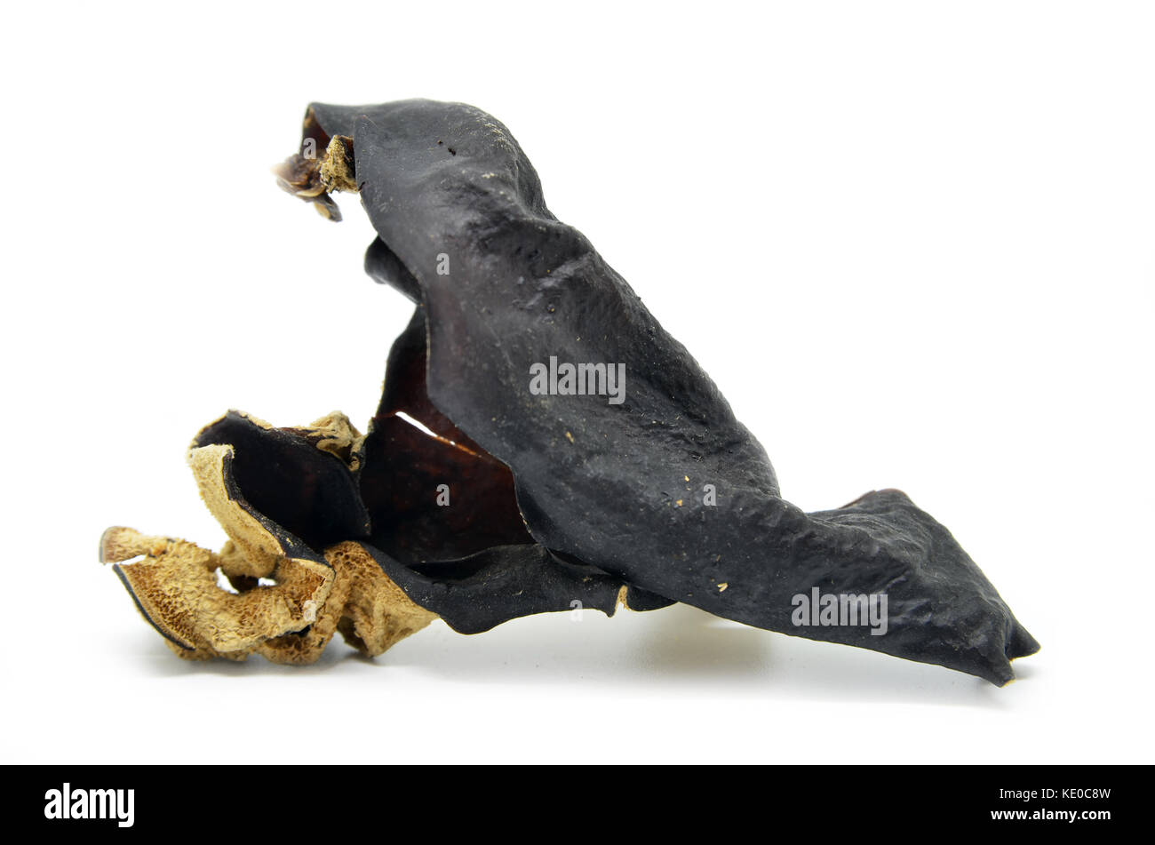 Black Chinese Fungus Cut Out Stock Images & Pictures - Alamy