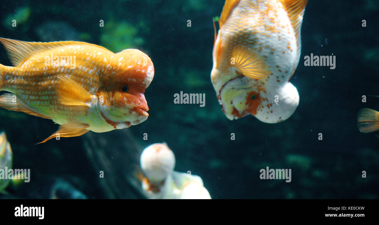 Portrait of flowerhead cichild fish swimming in aquarium Stock Photo