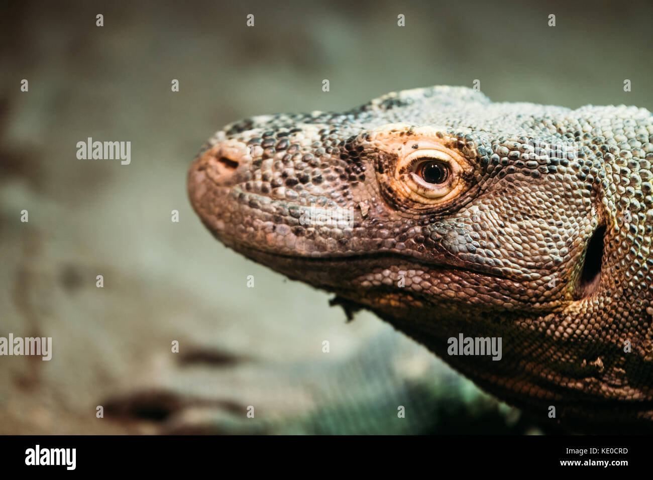 Close-up picture of lizard standing calmly in nature Stock Photo
