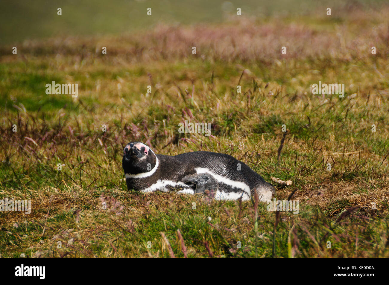 Magellanic Penguin at Carcass Island Stock Photo - Alamy