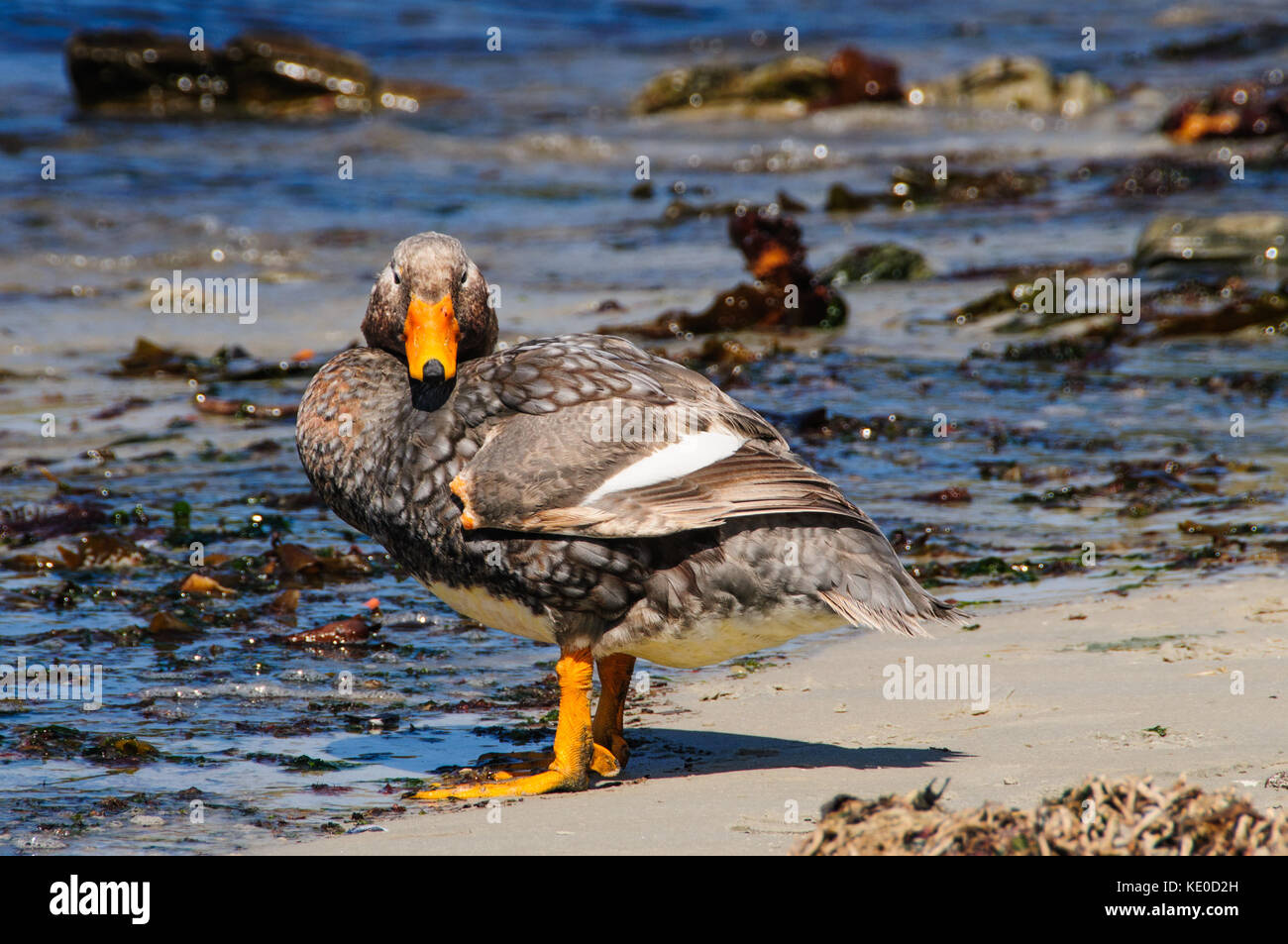 Flightless Steamer Duck Stock Photo Alamy