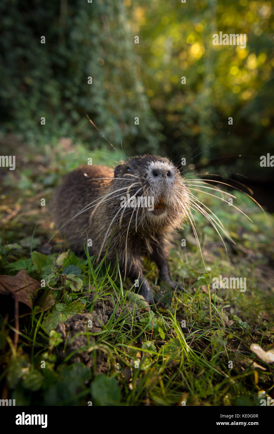 A nutria can be seen near a river in Bad Schoenborn, Germany, 16 October 2017. The rodent originates from South American and has become a common animal in Germany. Photo: Sina Schuldt/dpa Stock Photo