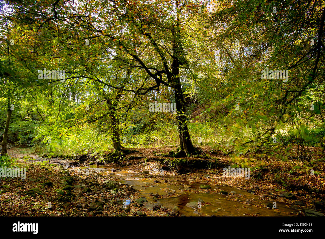 Bolton, Lancashire, UK. 17th Oct, 2017. Glorious Autumn sunshine lights up Smithills Hall woods, Bolton, Lancashire. Picture by Credit: Paul Heyes/Alamy Live News Stock Photo