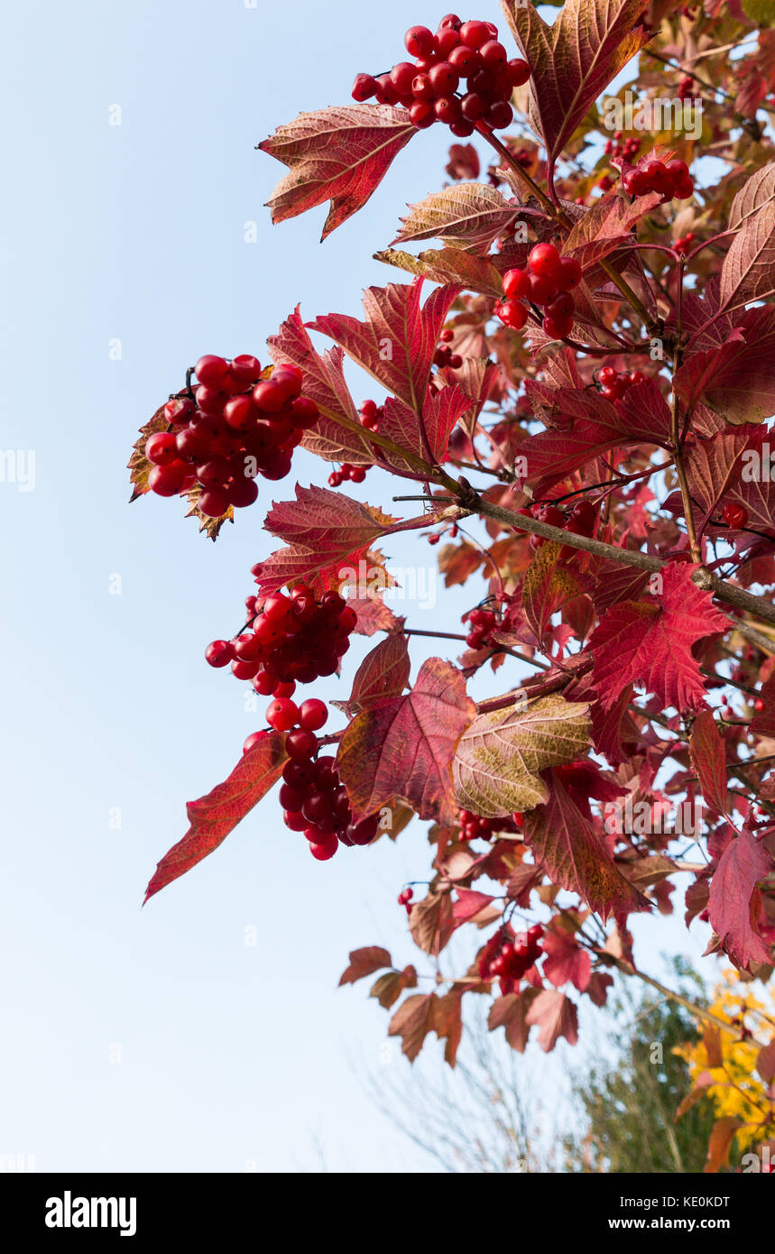 Arlesey, Bedfordshire, UK. 17th Oct, 2017. UK Weather. Viburnum opulus