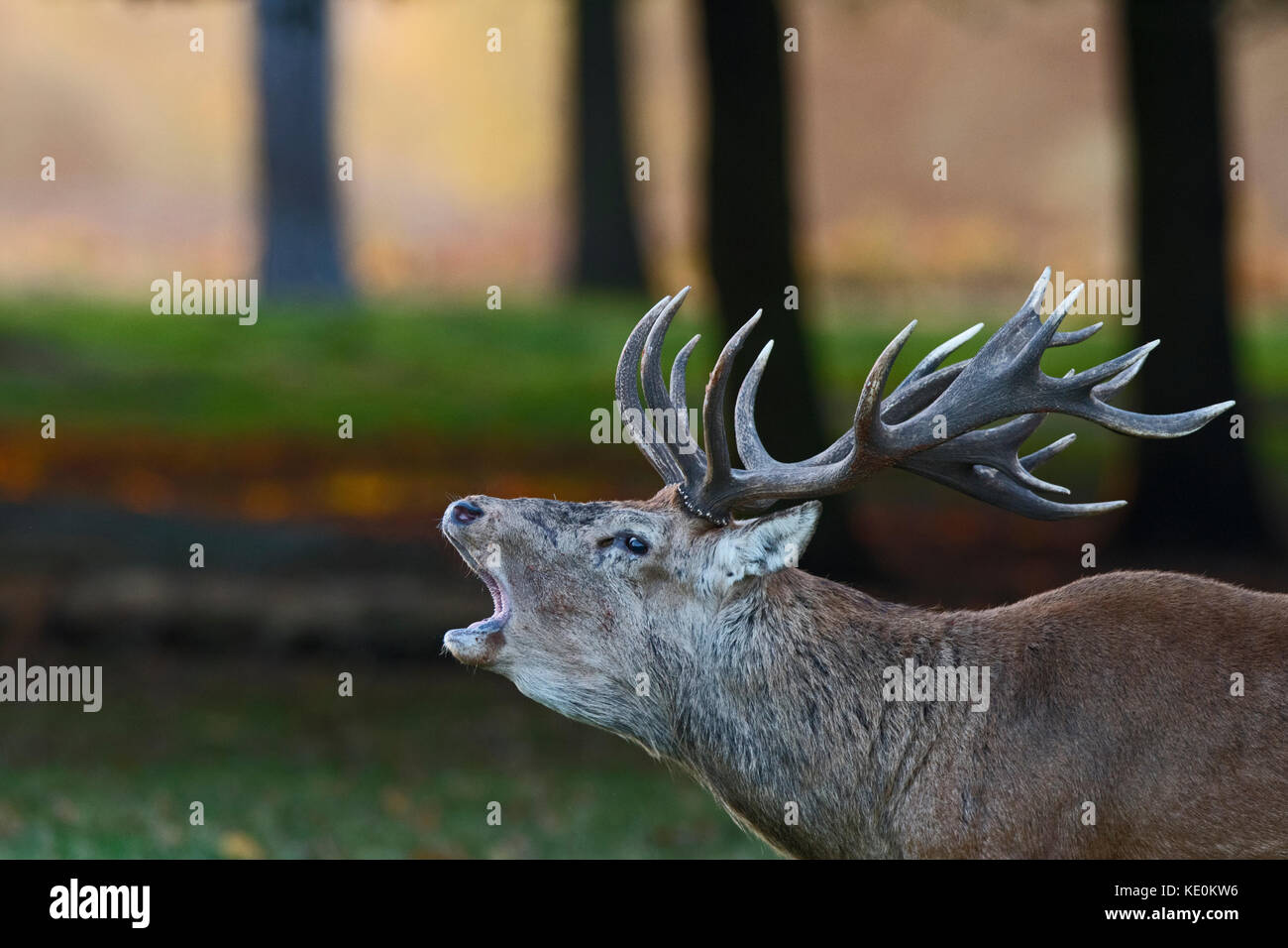 London, UK. 17th Oct, 2017. UK Weather. Red Deer Cervus elaphus stag bellowing at dawn during rut Bushy Park London October Credit: David Tipling Photo Library/Alamy Live News Stock Photo