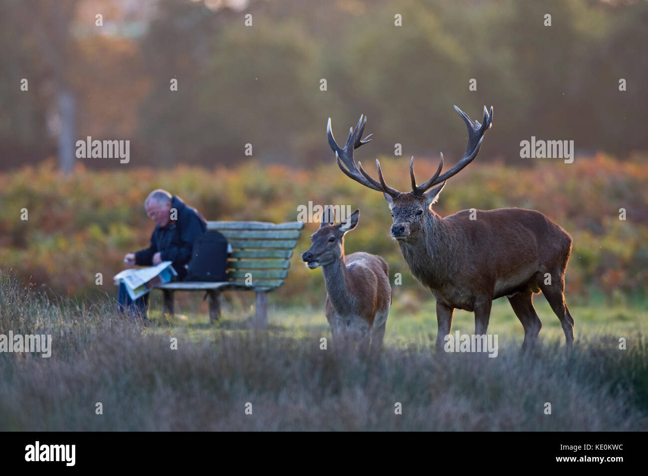 London, UK. 17th Oct, 2017. UK Weather. Red Deer Cervus elaphus stag and hind and local resing paper at dawn during rut Bushy Park London October Credit: David Tipling Photo Library/Alamy Live News Stock Photo