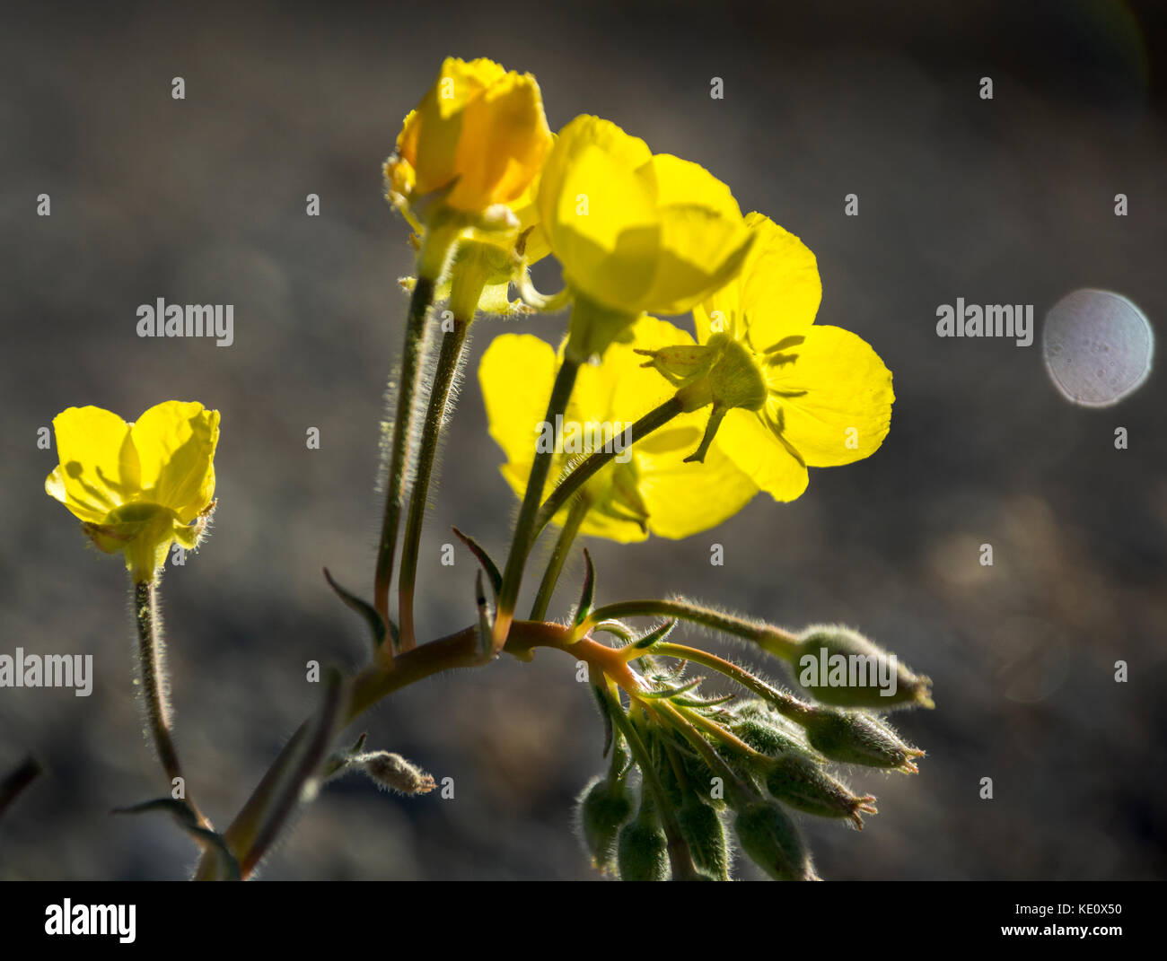 Primrose wildflowers, Death Valley National Park, California Stock Photo