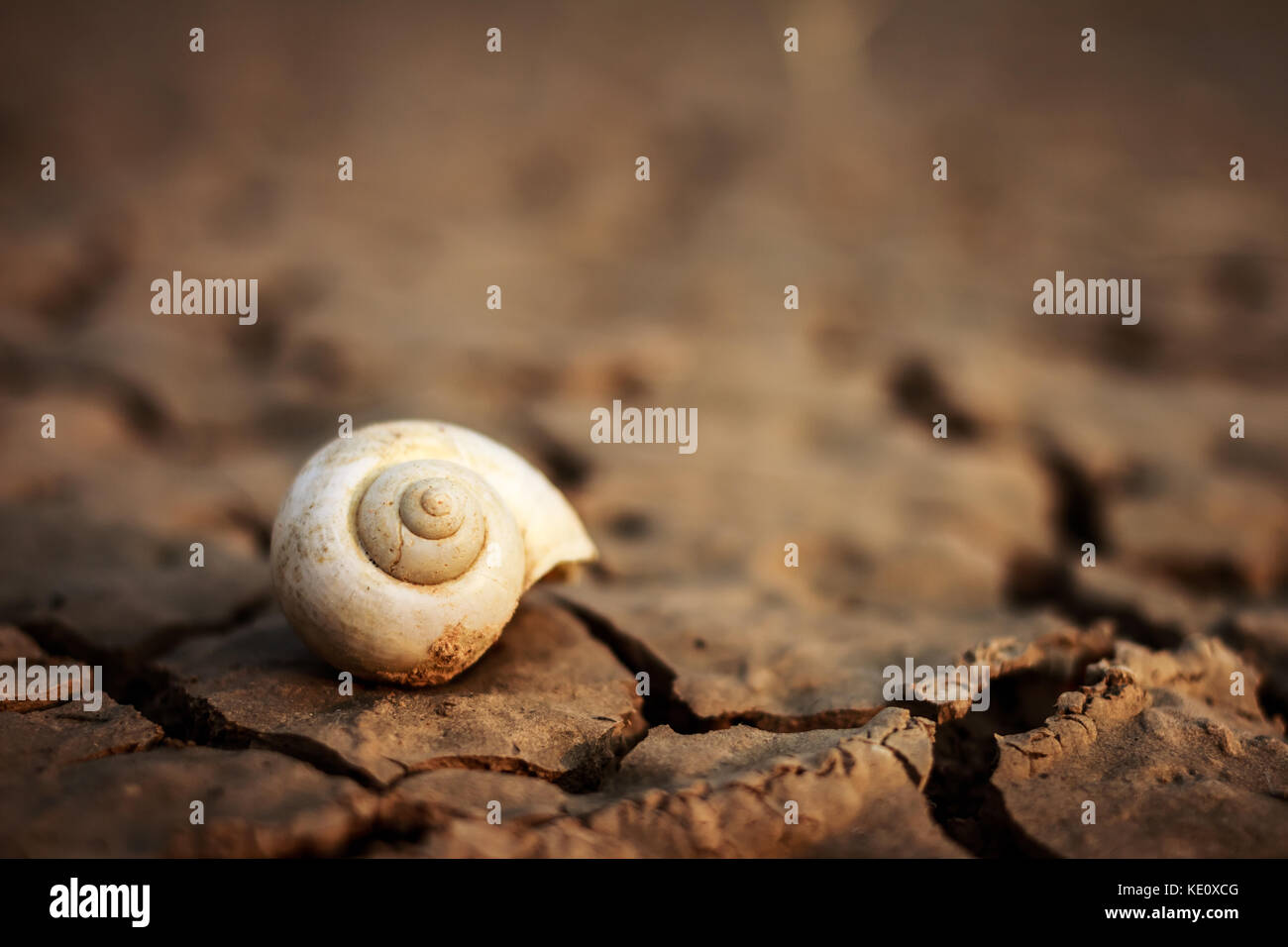 Crack snail shell on ground Stock Photo Alamy