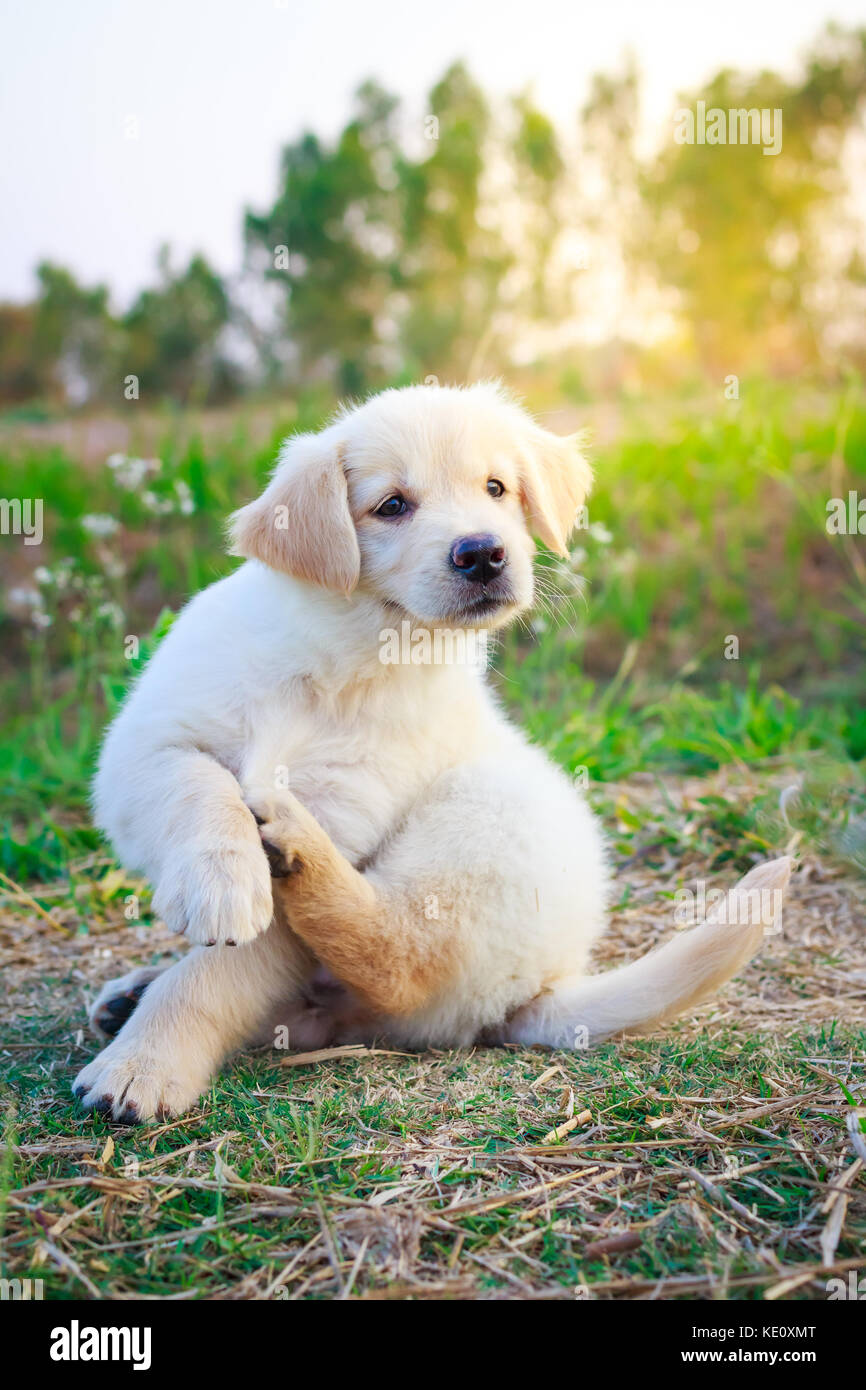 Golden retriever puppy seating in a garden Stock Photo - Alamy