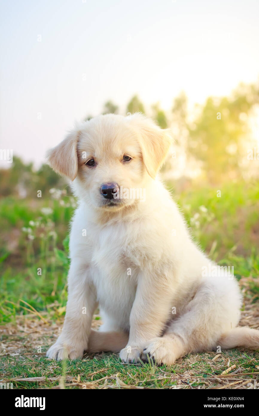 Golden retriever puppy seating in a garden Stock Photo - Alamy
