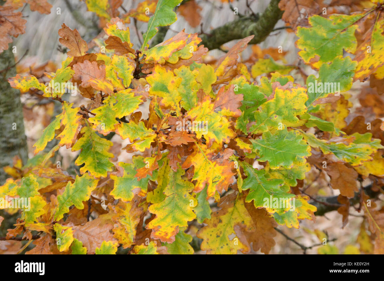 Abstract green oak leaves hi-res stock photography and images - Alamy