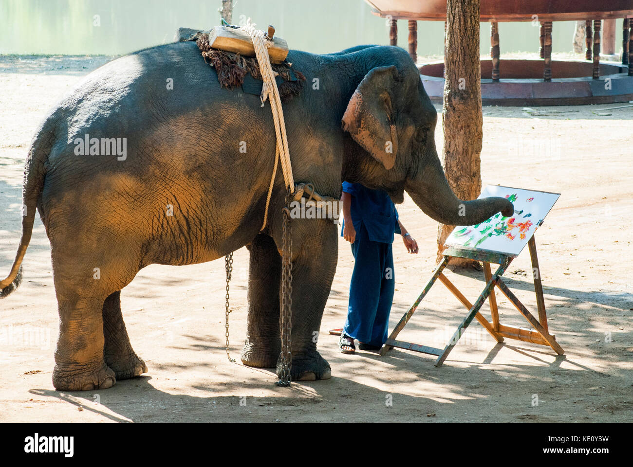 Mahout and elephant working at the Elephant Conservation Centre at Lampung, near Chiang Mai, northern Thailand Stock Photo