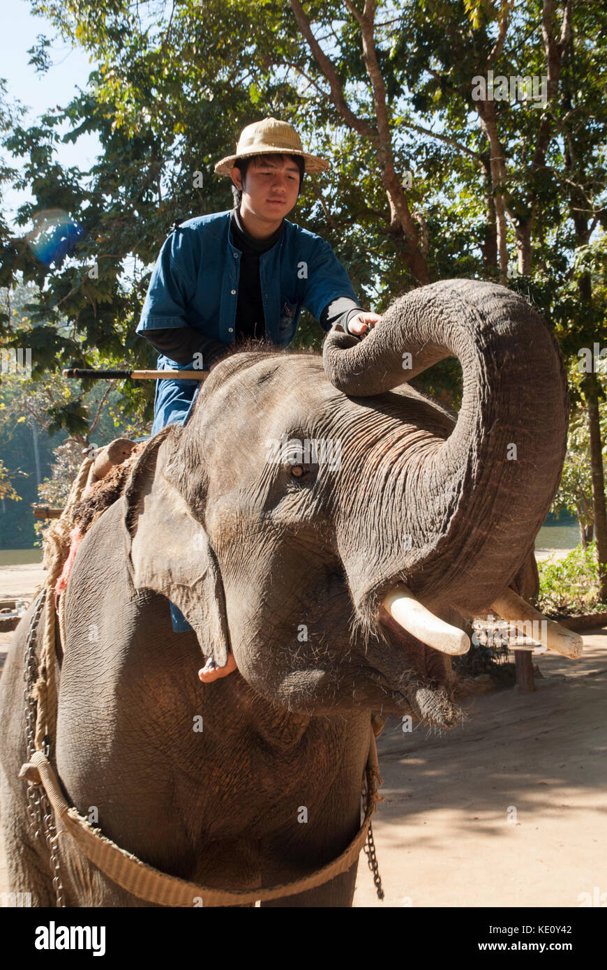 Mahout and elephant working at the Elephant Conservation Centre at Lampung, near Chiang Mai, northern Thailand Stock Photo