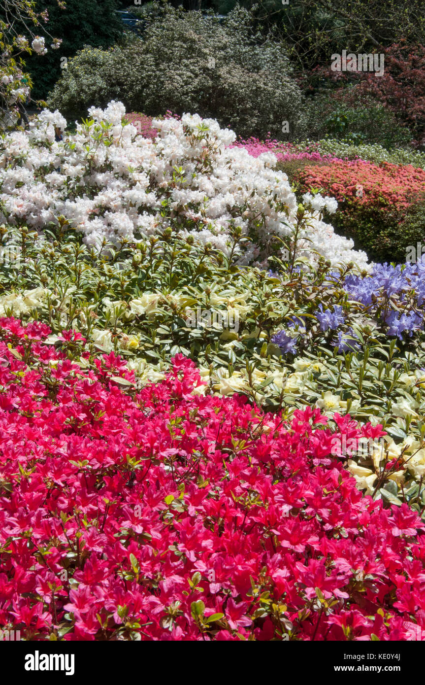 Rhododendron gardens hi-res stock photography and images - Alamy