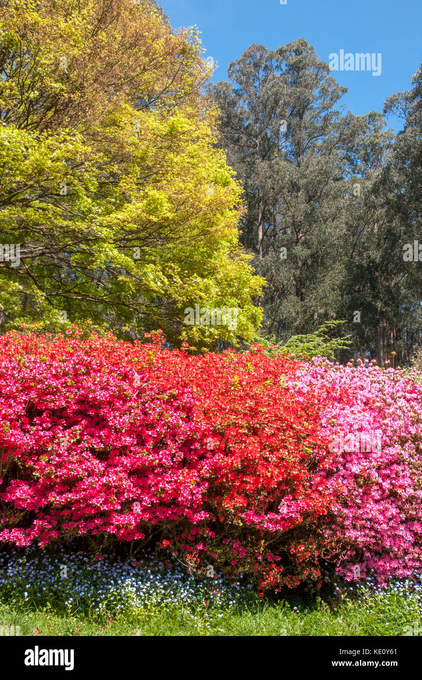 Springtime in the National Rhododendron Gardens at Olinda in the