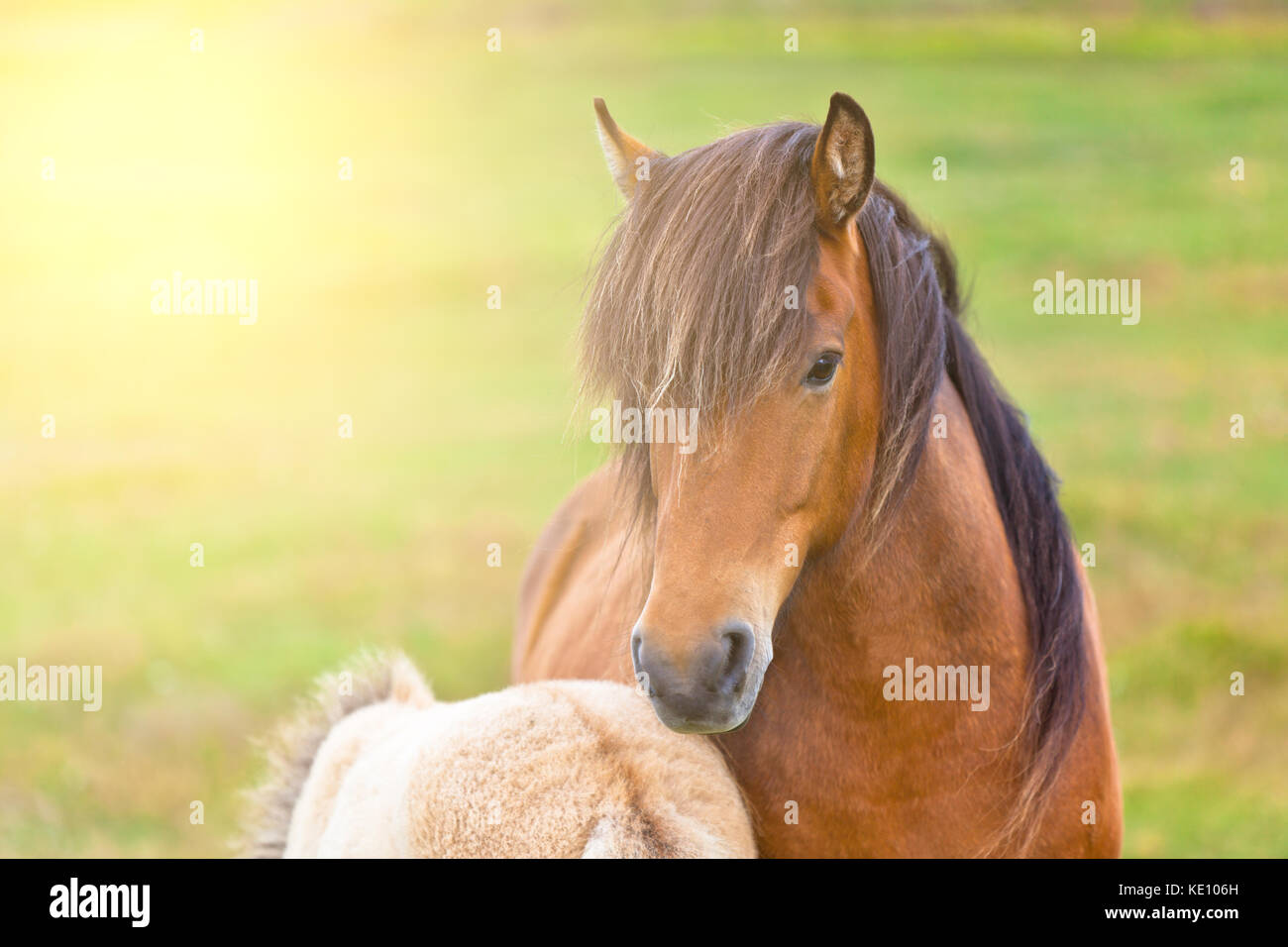 Brown Horse and Her Foal in a Green Field of Grass Stock Photo - Alamy