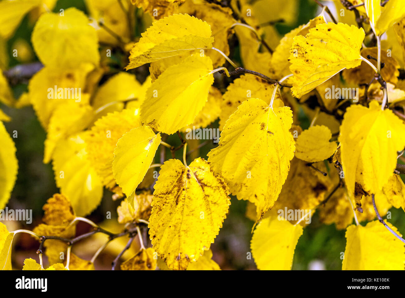 Morus alba 'Spirata', White Mulberry yellow leaves in autumn Yellowing Stock Photo