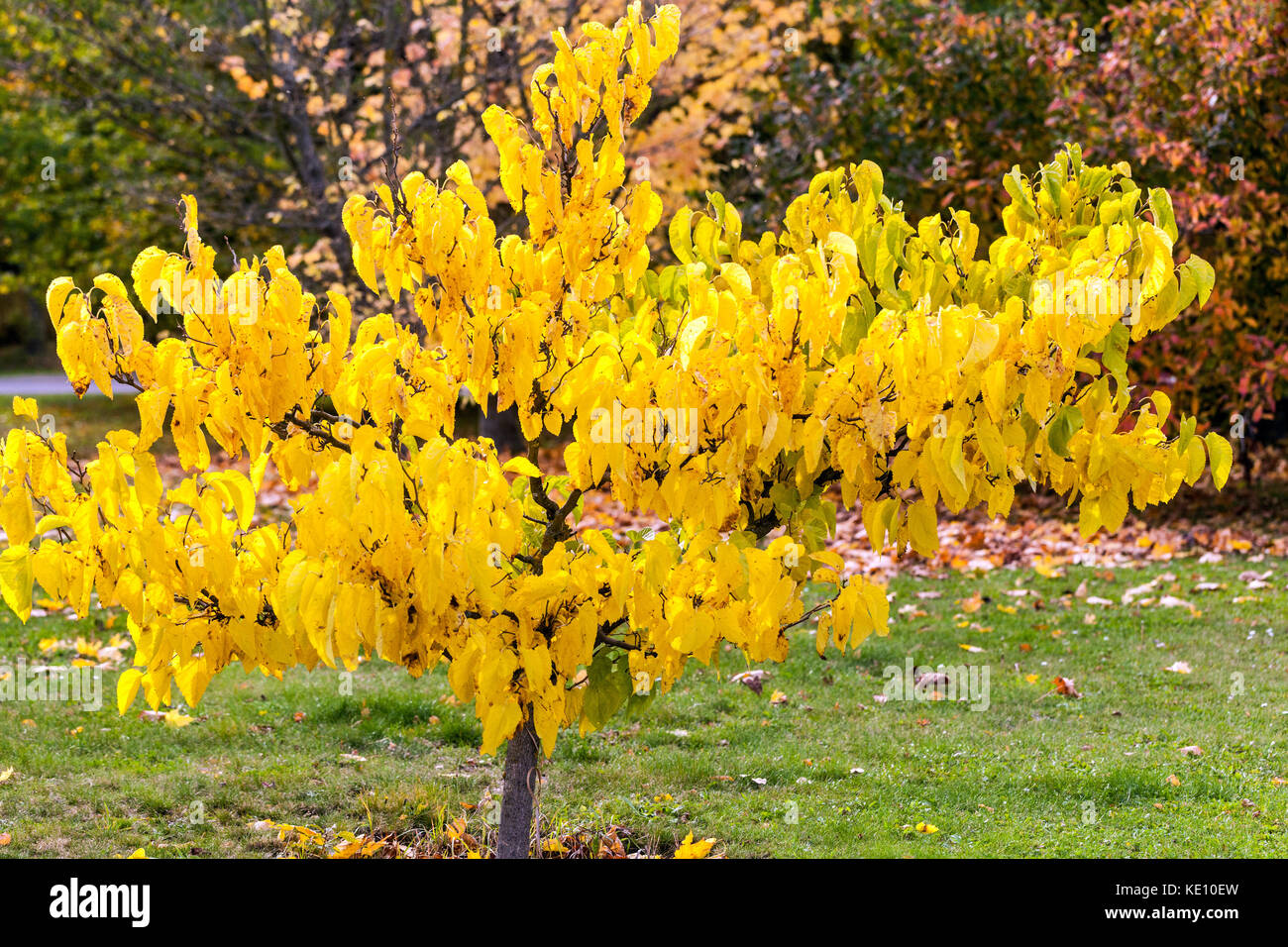 White Mulberry, Morus alba 'Spirata' Yellowing leaves Deciduous tree Autumn Stock Photo