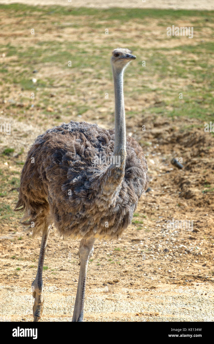 African ostrich standing and looking at the camera Stock Photo