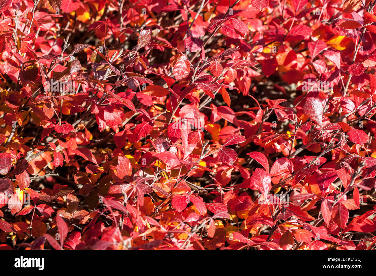 Fragrant sumac, Rhus aromatica 'Gro-low', autumn foliage Stock Photo
