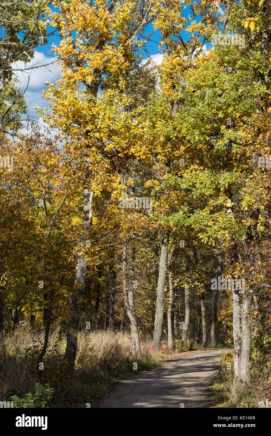 Beautiful colourful autumn forest landscape Stock Photo