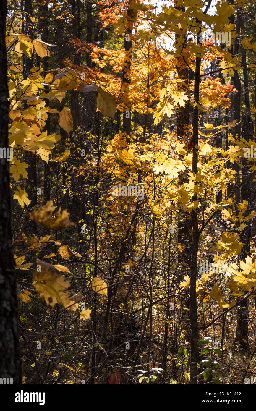 Beautiful autumn forest background in sunlight, fall outdoor nature Stock Photo