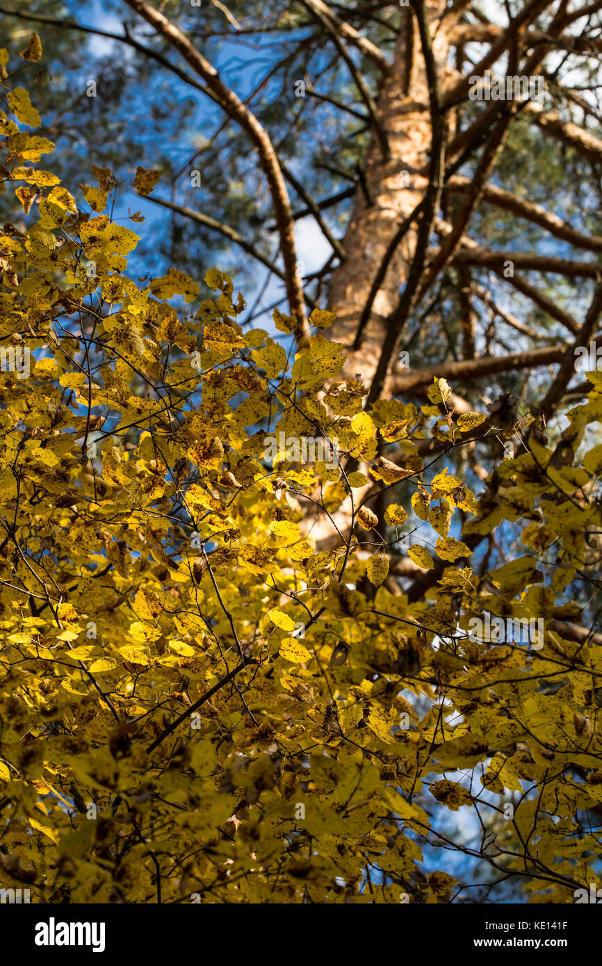 Elm stems in the autumn sunlight and blue sky background Stock Photo