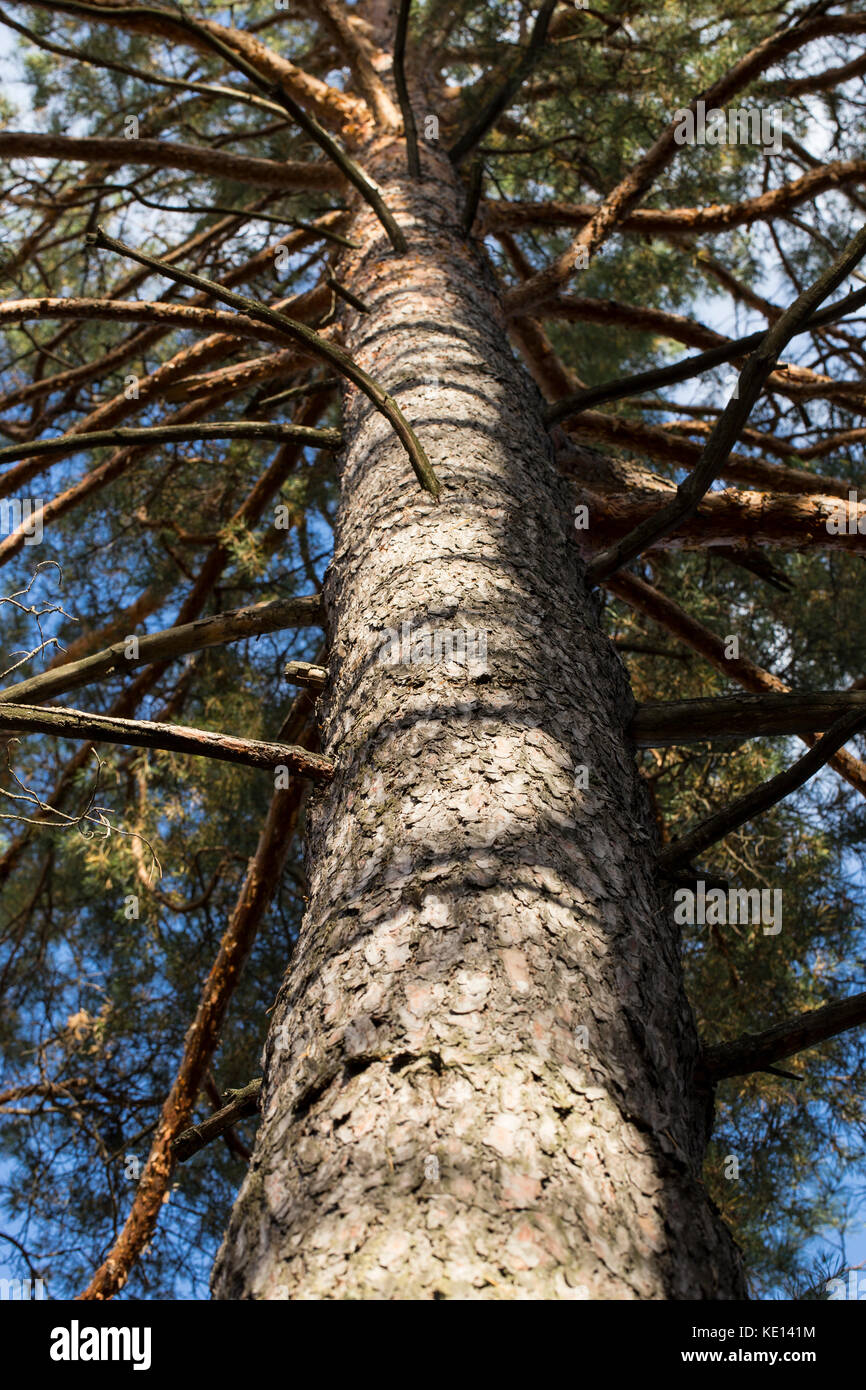 Pine stem in the autumn sunlight and blue sky background Stock Photo