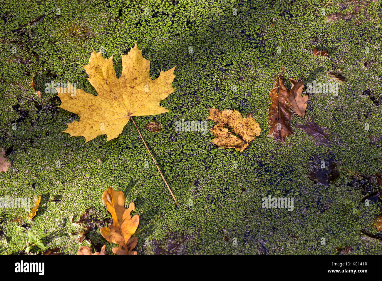 Autumn maple leaf in sunlight on the green duckweed background Stock Photo