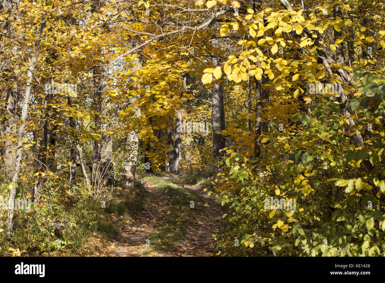 Beautiful colourful autumn forest landscape Stock Photo