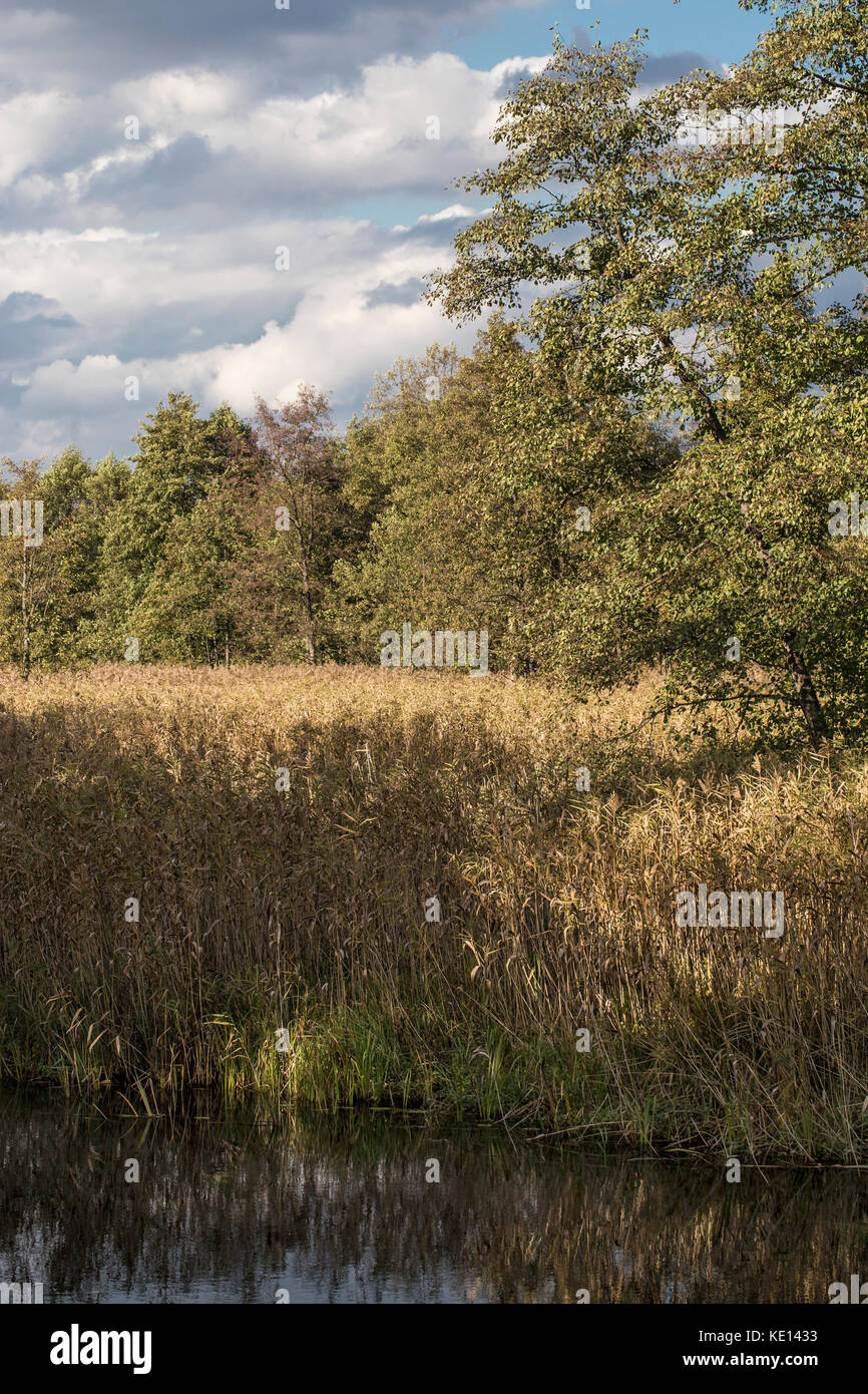 Reed plants, forest  and river landscape at sunny fall day Stock Photo