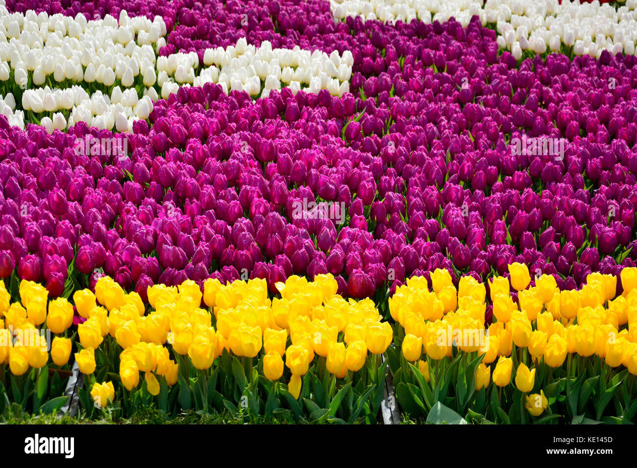 Rows of yellow, purple and white tulips in spring Stock Photo - Alamy