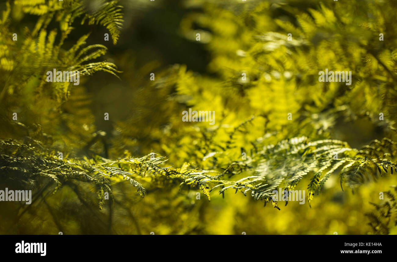 fern leaves in the sunlight with soft bokeh Stock Photo