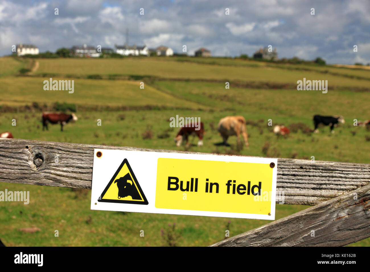 Bull warning notice on the Lizard, Cornwall. Stock Photo