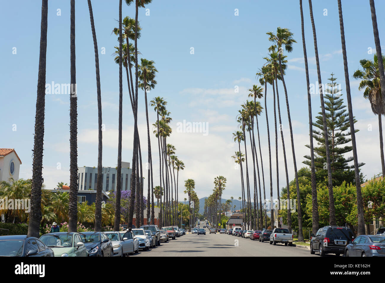 Palm trees lining the road in Santa Monica, Los Angeles, California. Stock Photo