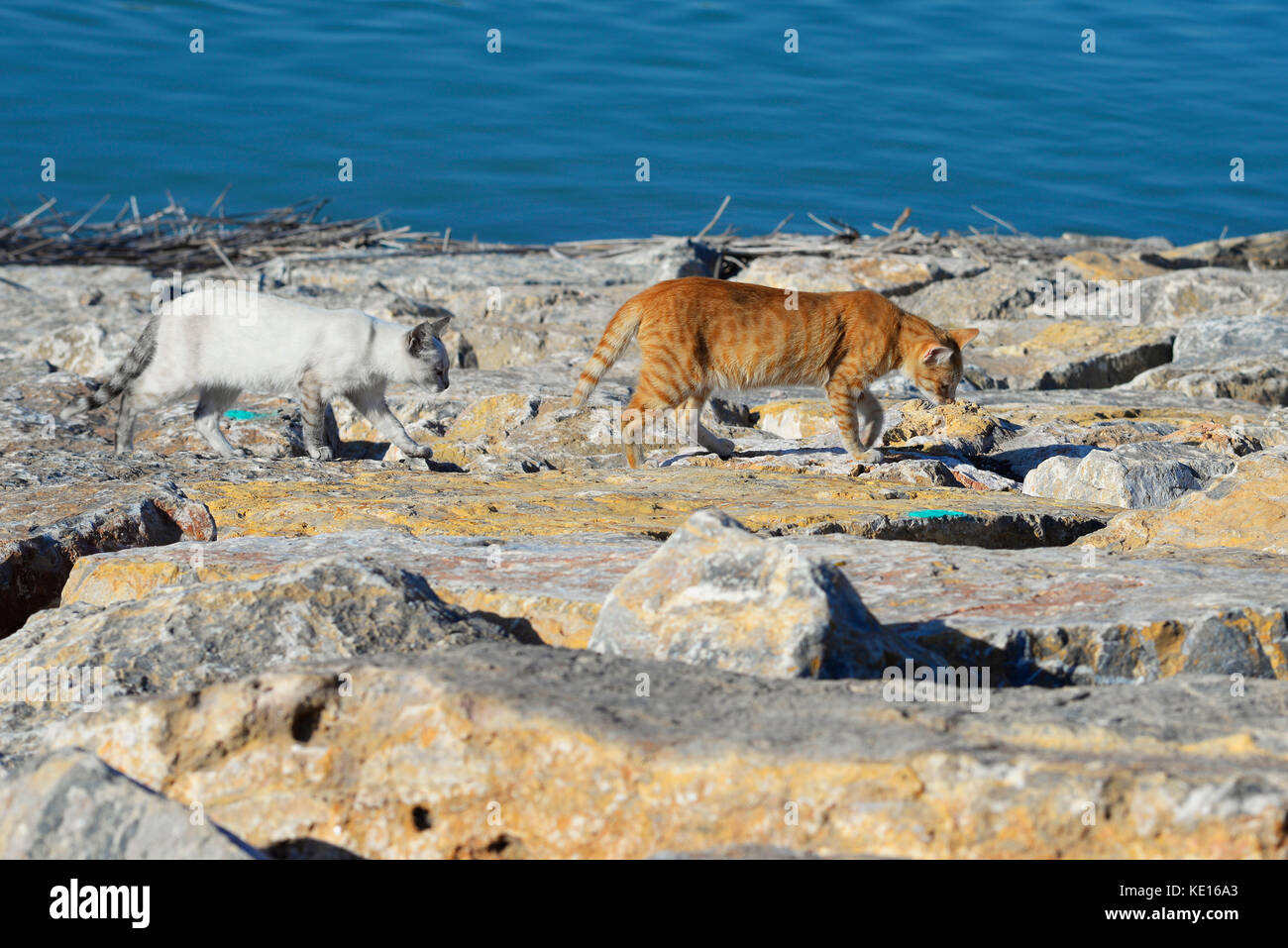 Feral cats living at mouth of the River Segura in Guardamar del Segura on the Mediterranean Sea, Alicante, Spain. Space for copy Stock Photo