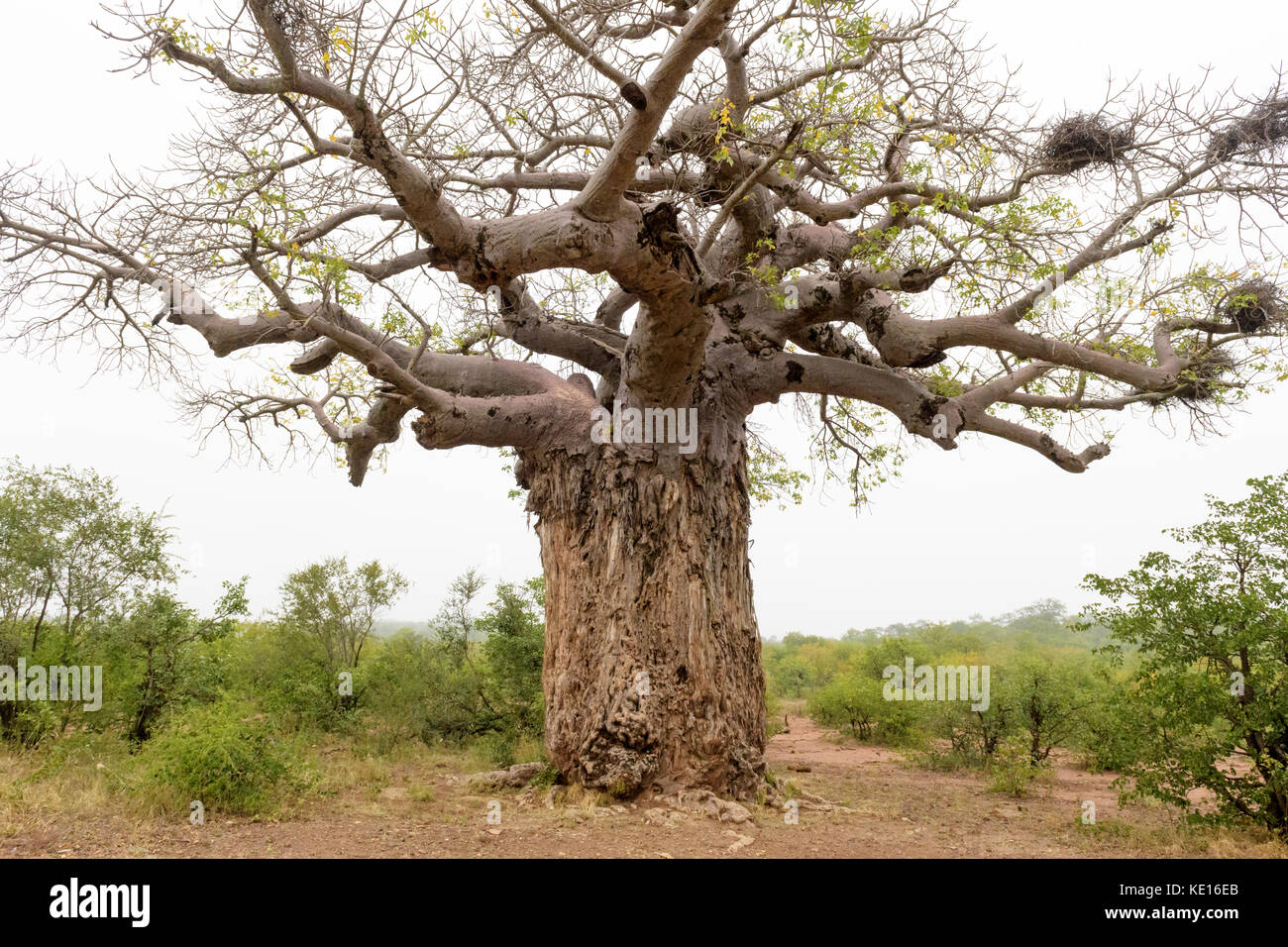 African baobab (Adansonia digitata) damaged by elephant (Loxodonta africana), Kruger national park, South Africa Stock Photo