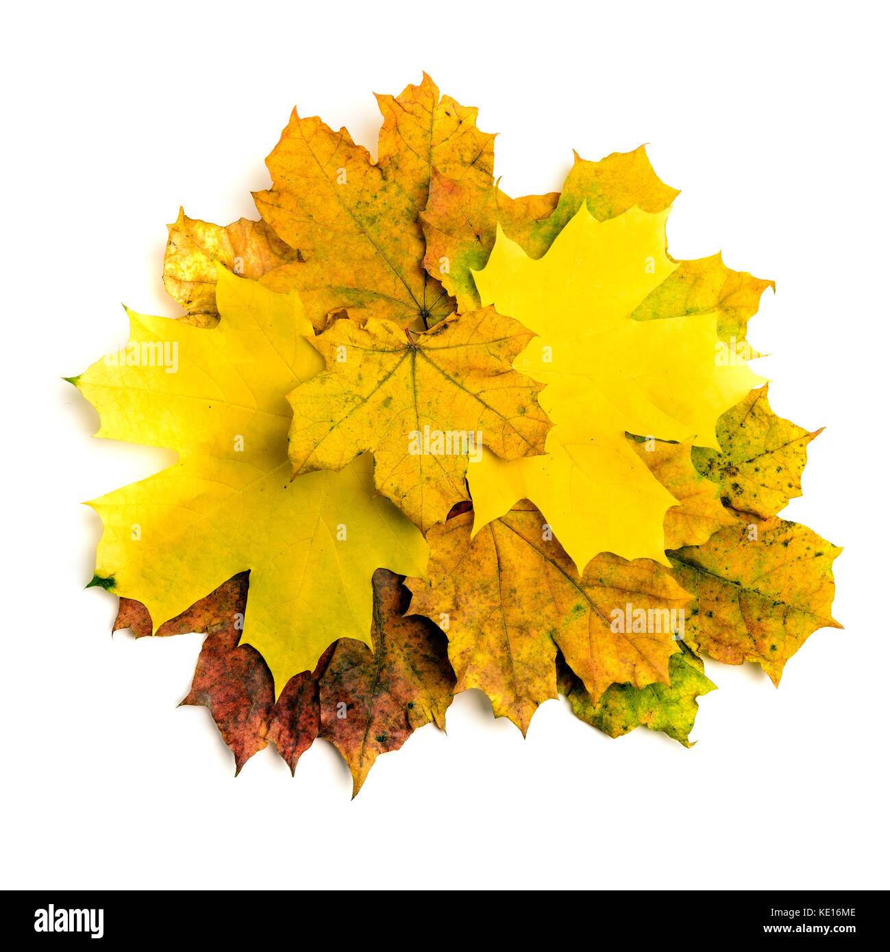 Heap of colorful autumn fall maple leaf isolated on white background Stock Photo
