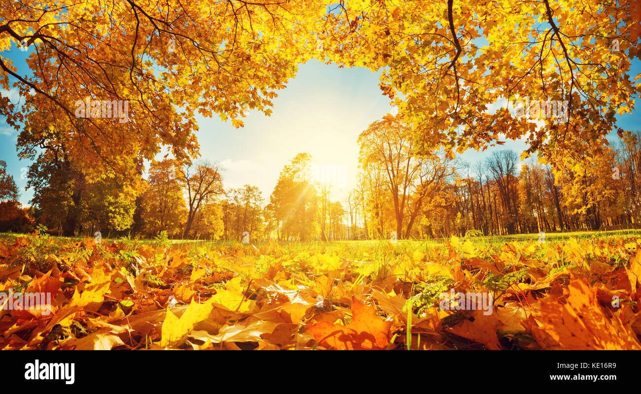 trees on the field in autumn Stock Photo - Alamy