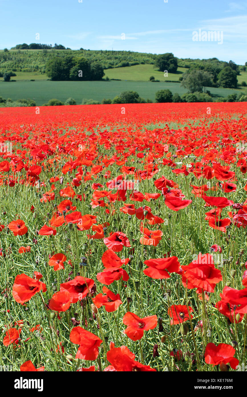 Poppy Portrait. A field of poppies. Summer meadow of breathtaking