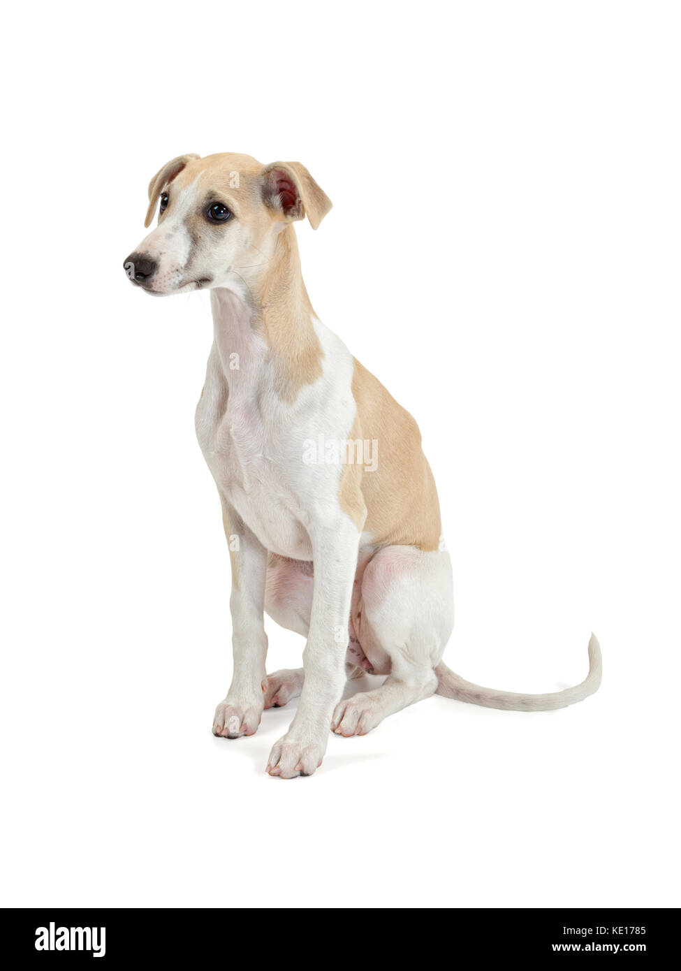 Whippet Puppy High Resolution Stock Photography and Images - Alamy