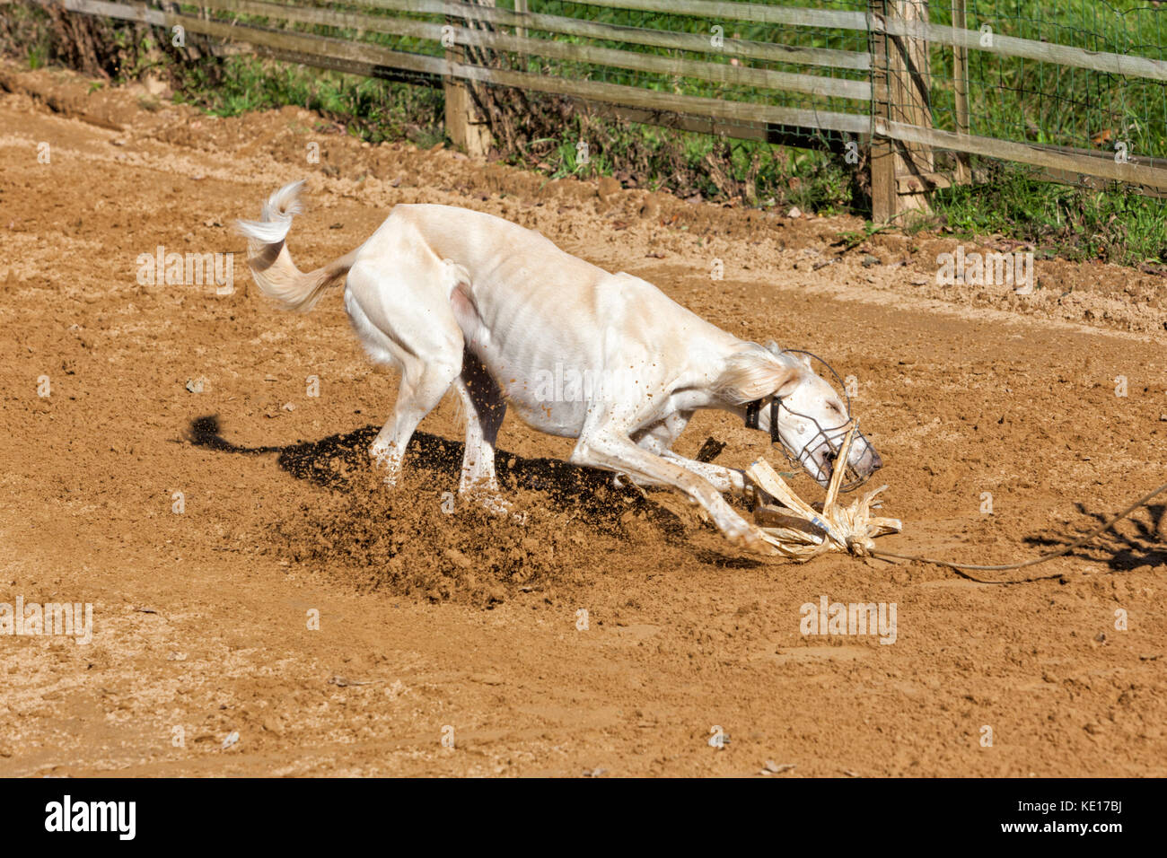 Saluki sighthound catching the bait at the finish of a race course Stock Photo