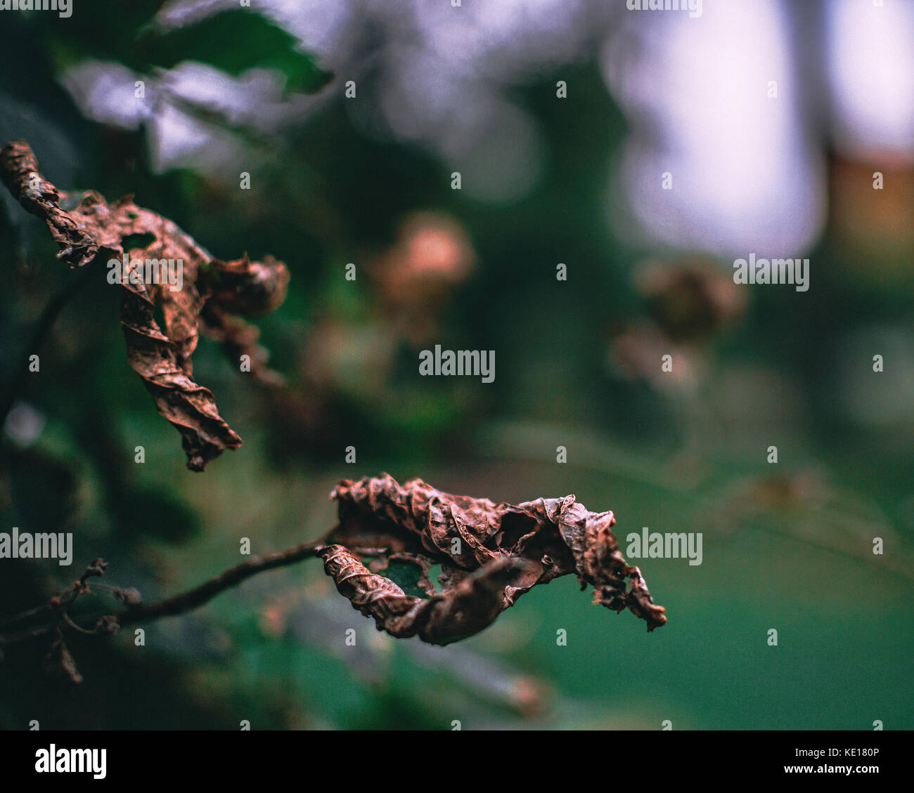 Dry tree leaves water hi-res stock photography and images - Alamy